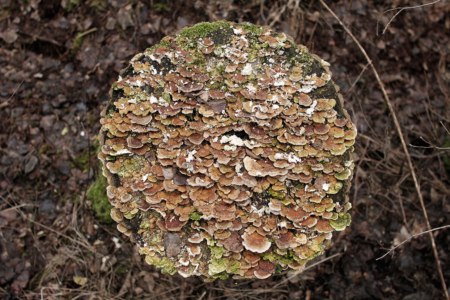 sandra schneider, kamerafrau, kameramann, hannover